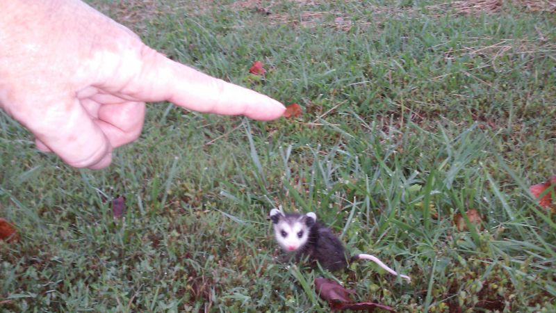 a baby opossum we saw in the park