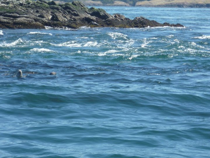 Seals