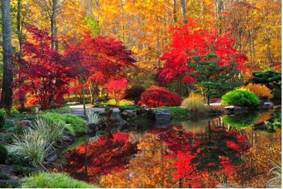 Gibbs Gardens Japanese Maples In Full Fall Color Sun Nov 12 2017