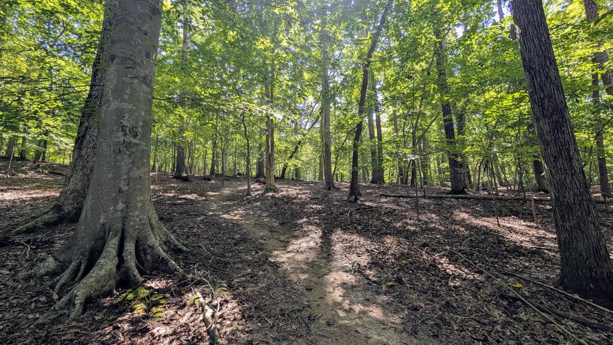 Trail past a big beech tree in the Berkeley Lake Nature Preserve