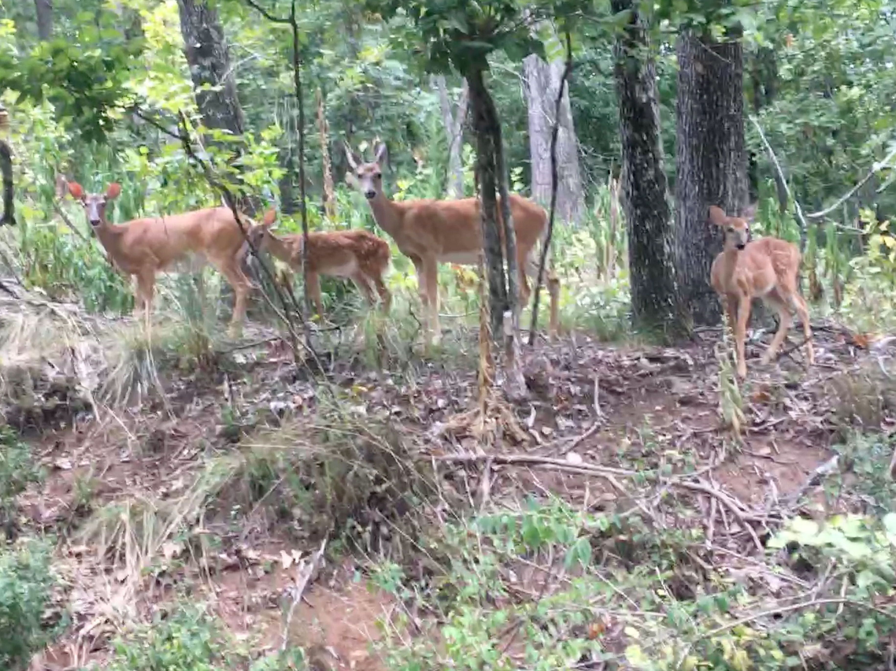 Deer family