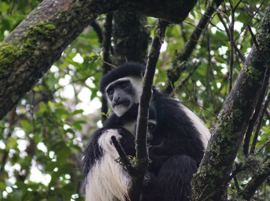 colobus