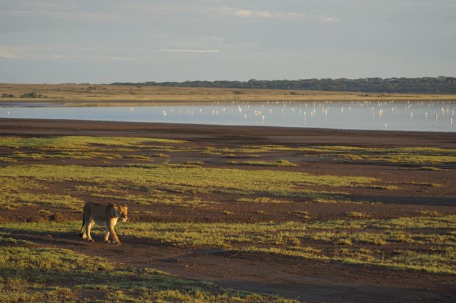 ndutu