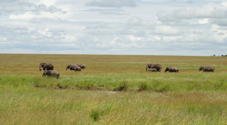 Serengeti