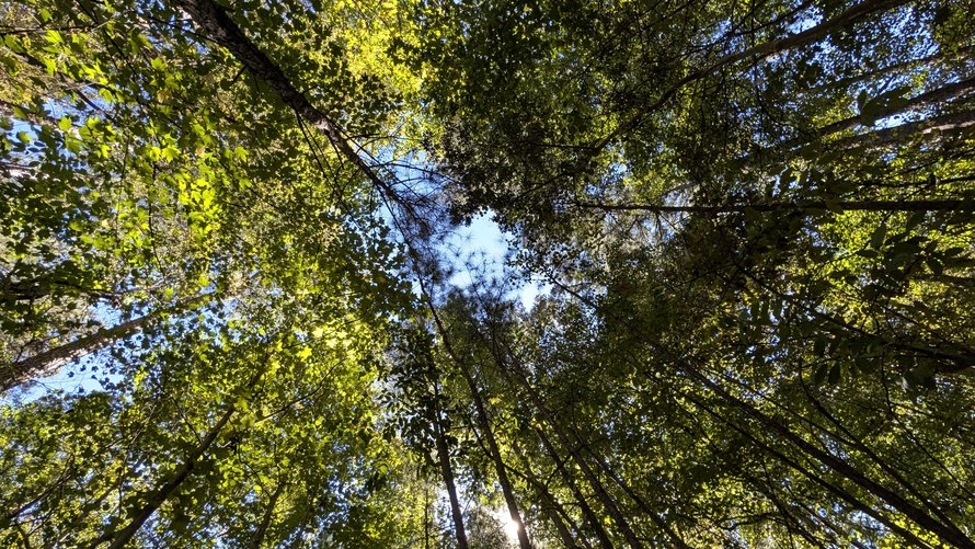 Looking up at the tree canopy at Berkeley Lake