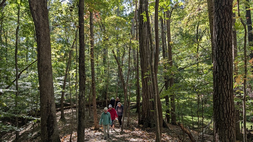Hiking through the tall trees at Berkeley Lake