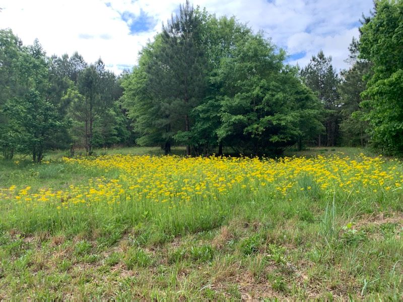 Meadow in songbird habitat SM