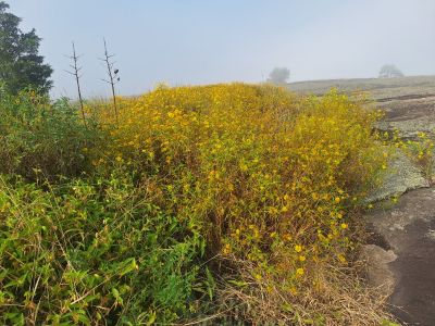 Daisies Daisies mtn top