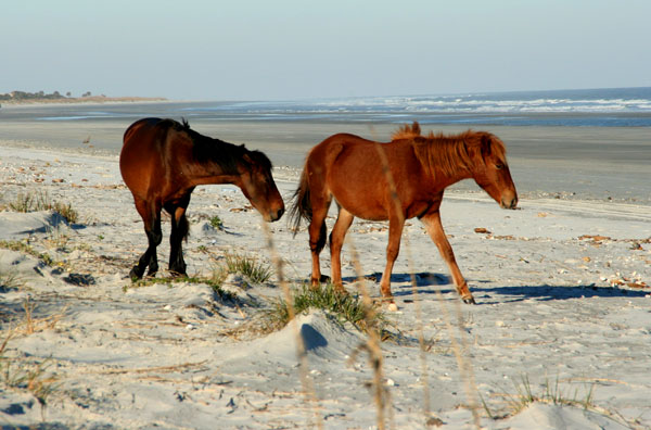 Horses on the beach at Cumberland Island