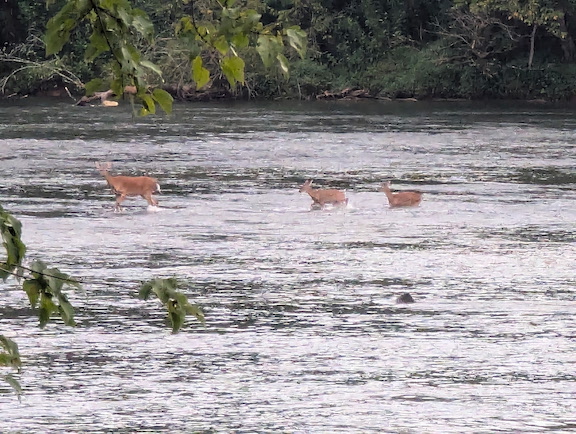 Mother and two baby deer crossing the Chattahoochee River