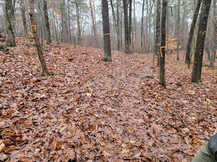 Area that needs cleared for the trail reroute.